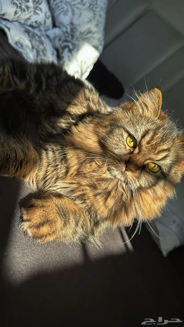 قطط للتبني 5