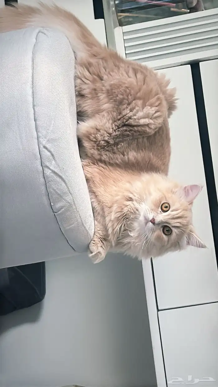 قطط للتبني 6