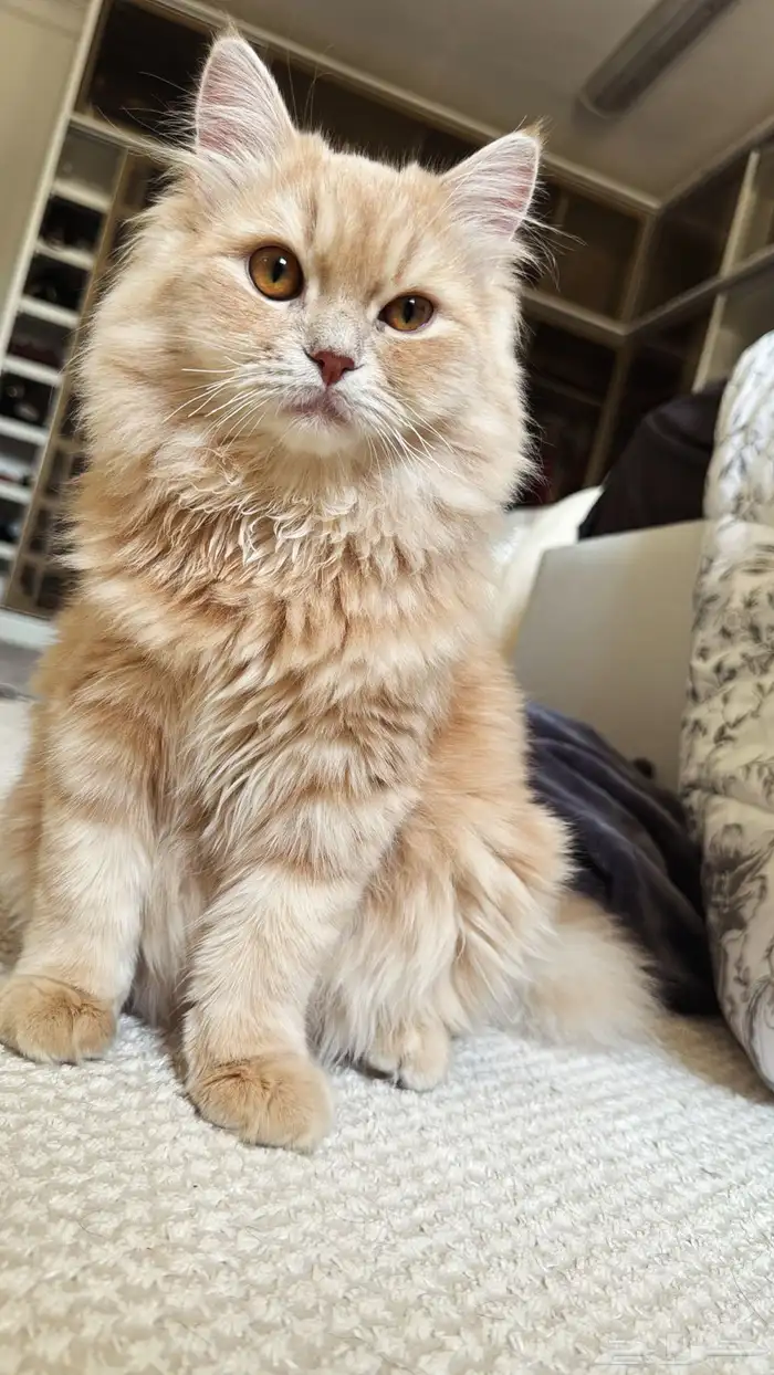 قطط للتبني 2