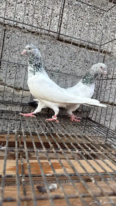 زوج قولدن منتج index