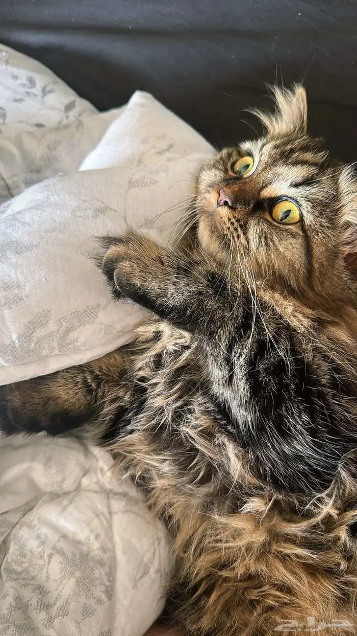 قطط للتبني 7