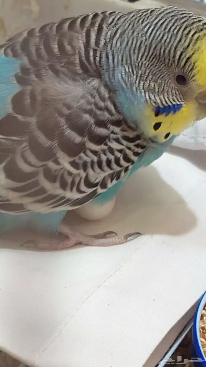 اناث بادجي 0