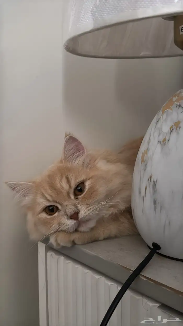 قطط للتبني 0