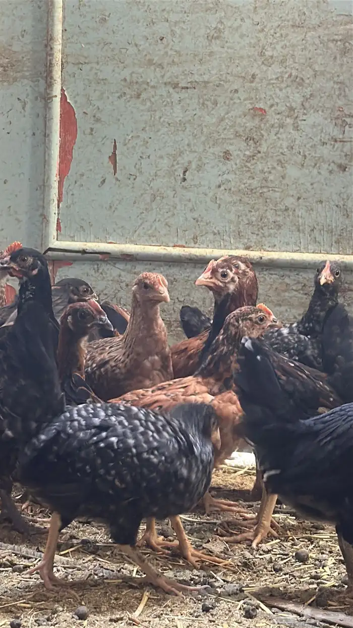 فروخ دجاج للبيع   بلدي   تركي 2