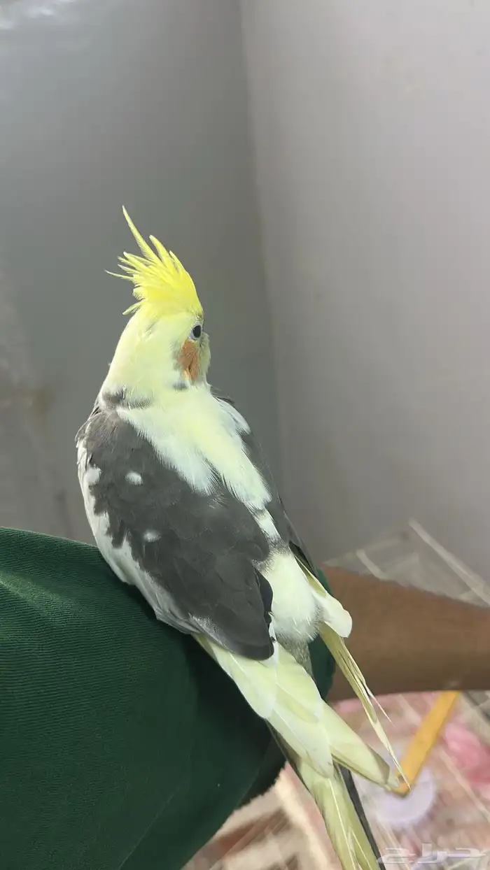 ببغاء كروان 1