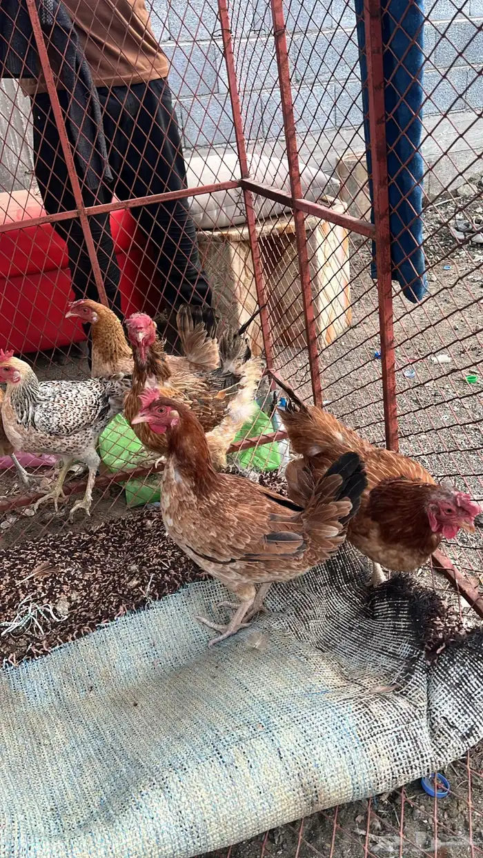 6دجاج اربع بلدي وثنتين محجنات 1