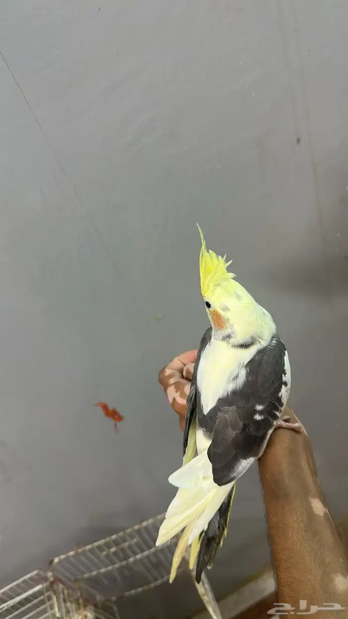 ببغاء كروان 3