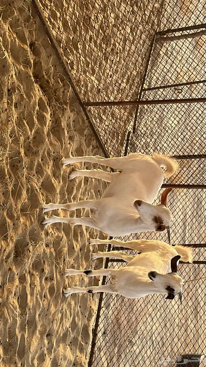 للبيع جفير 1