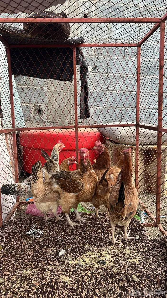 6دجاج اربع بلدي وثنتين محجنات 2