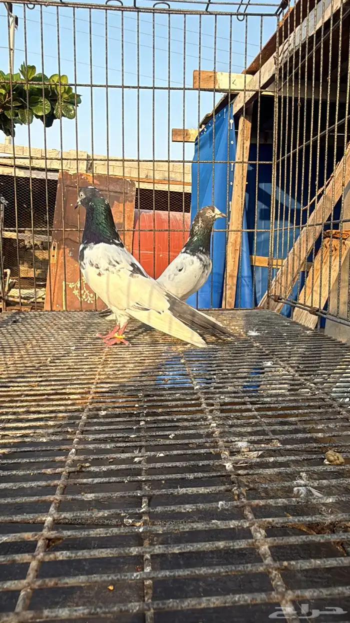 تم البيع زوج تيدي صافي 1