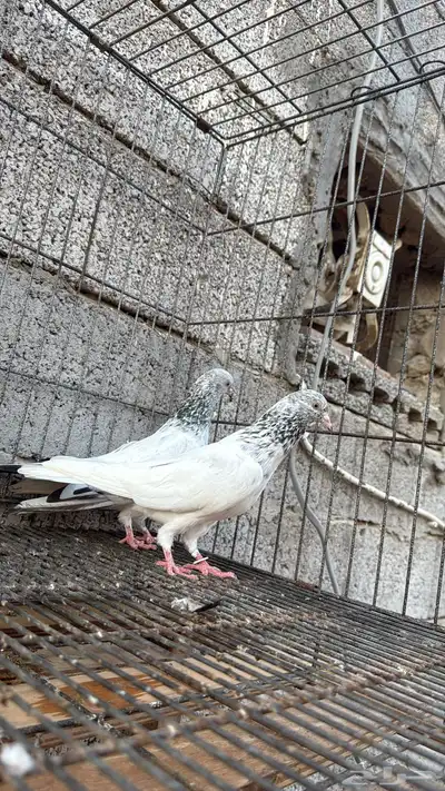 زوج قولدن منتج index