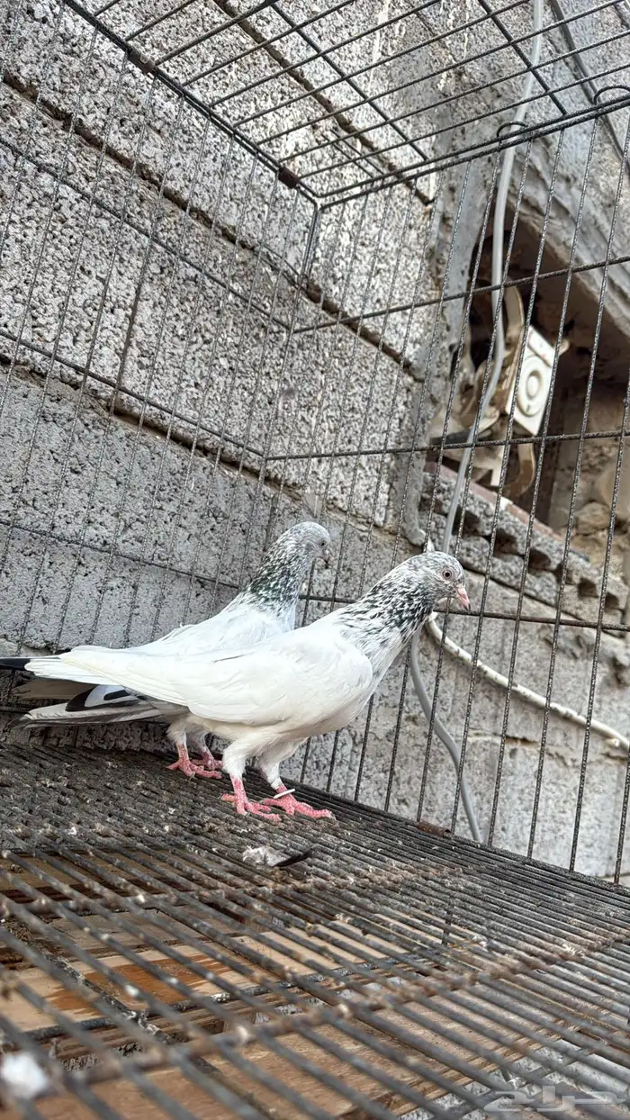 تم البيع زوج قولدن منتج 0