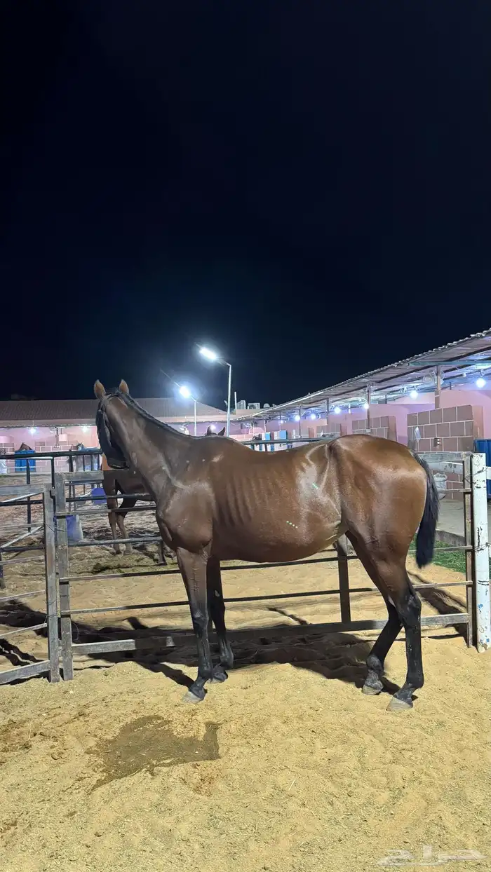 فرس انقلزيه 0