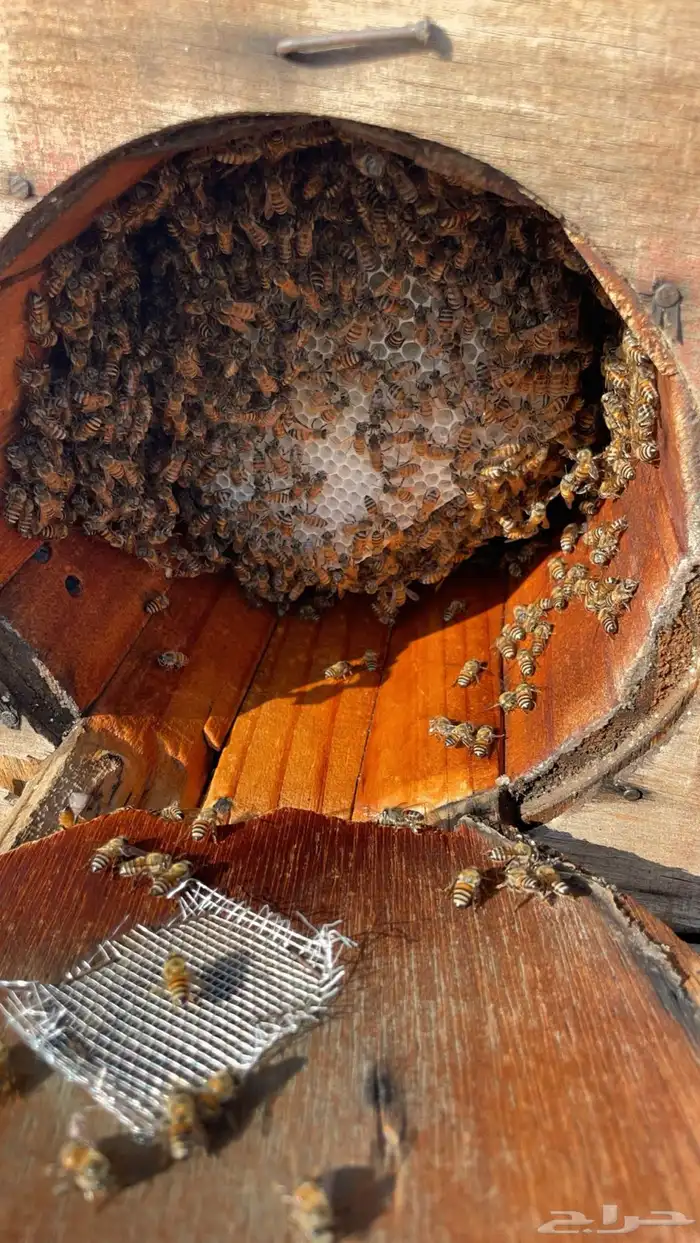 نحل بلدي للبيع 1