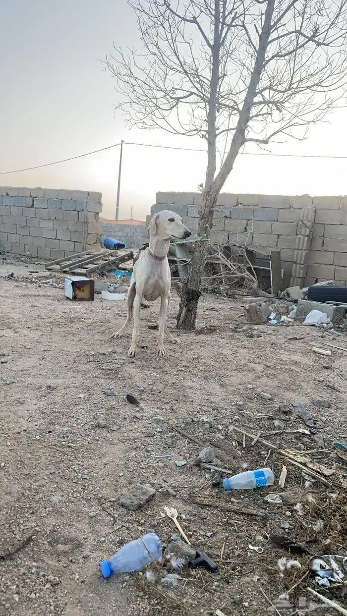 للبيع سلوقي مدرب علا كل شيء 3