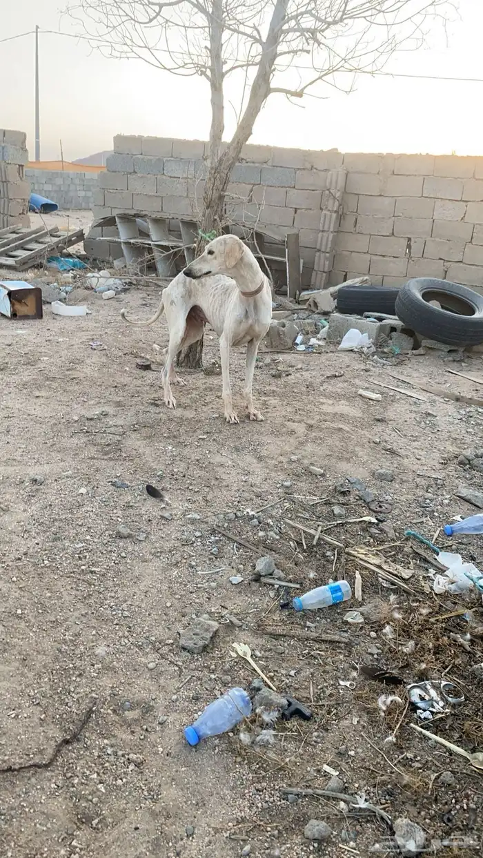 للبيع سلوقي مدرب علا كل شيء 4