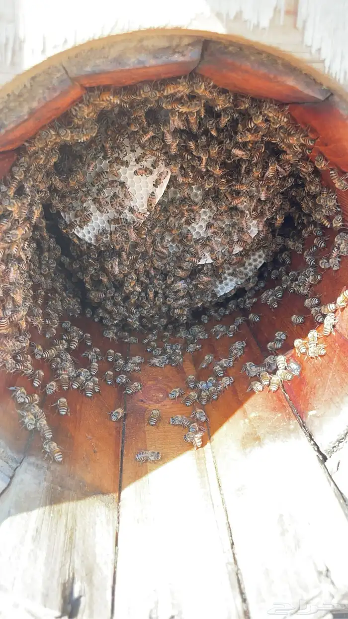 نحل بلدي للبيع 0