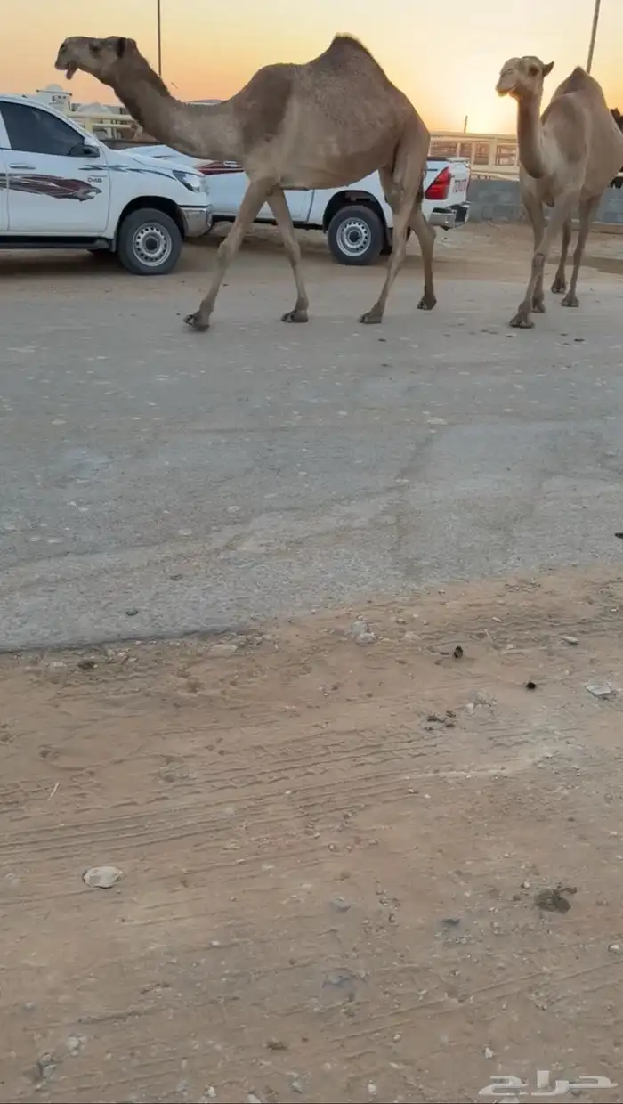 مميت ف رمضان سنه سديس سليمه من جميع العذريب 0