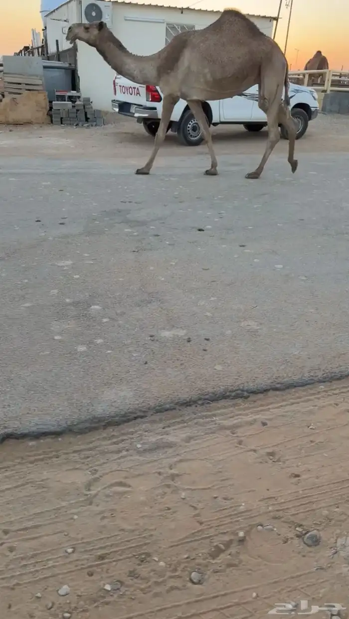 مميت ف رمضان سنه سديس سليمه من جميع العذريب 2