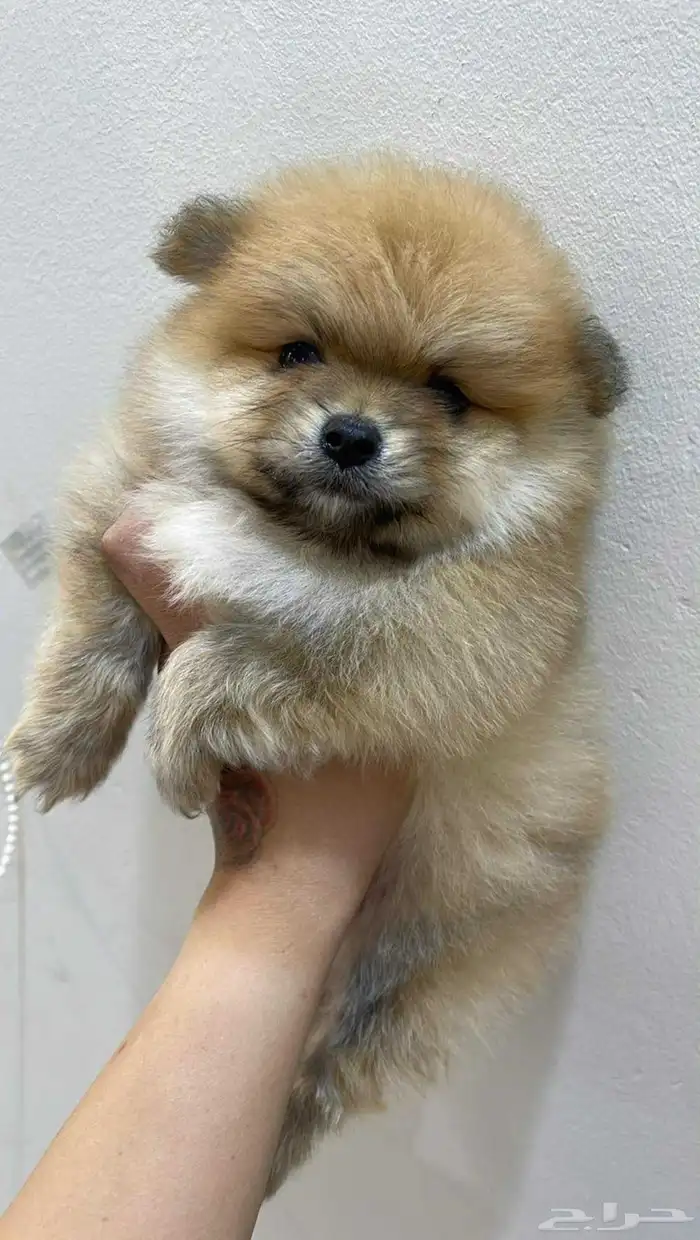 كلاب موبيرانيان مني 1