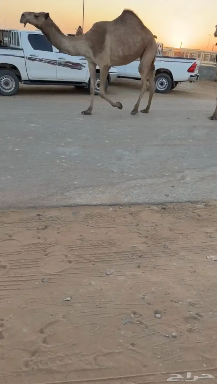 مميت ف رمضان سنه سديس سليمه من جميع العذريب 1