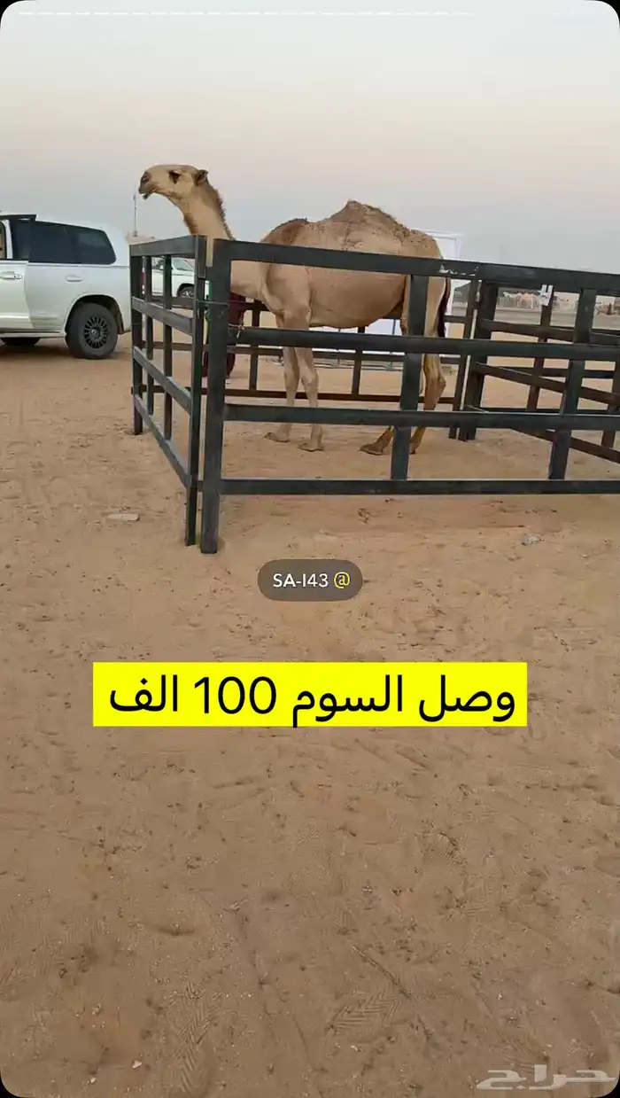 قعود فردي حيسوني 0