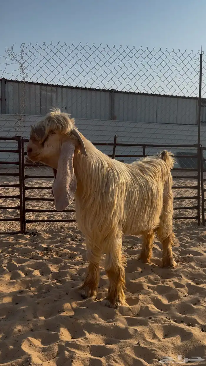 تيس اصفر خصم 2