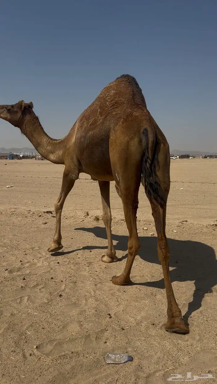 بكره دهما عكشا رباع لقحه 10