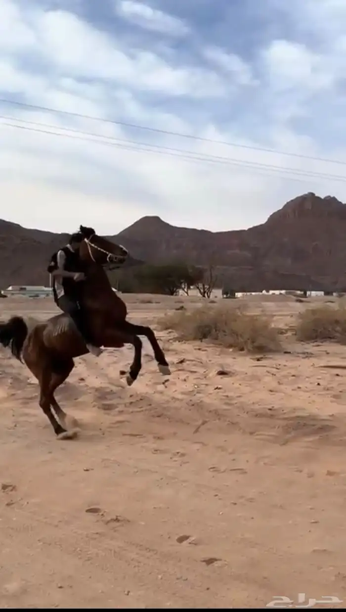 خيل شعبي شيخ 1