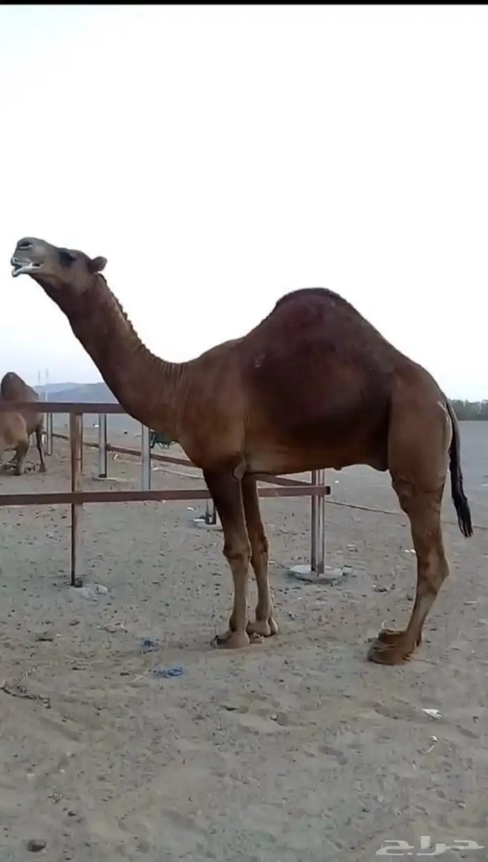 قعود ادهم مشروع فحل 2