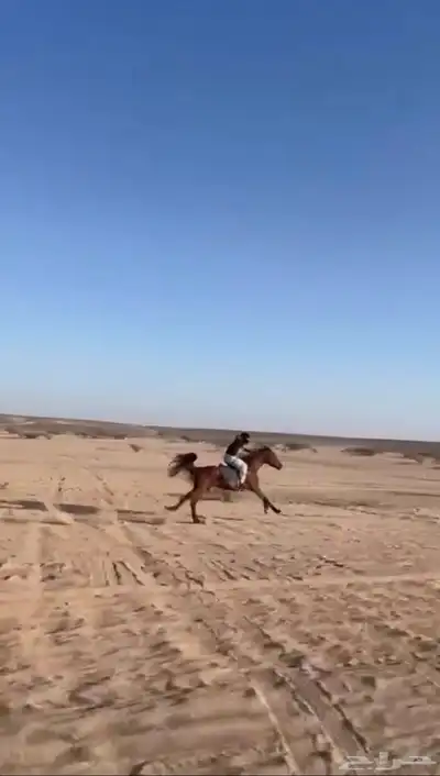 خيل شعبي شيخ index