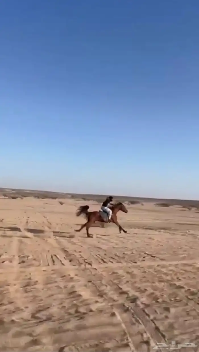 خيل شعبي شيخ 2