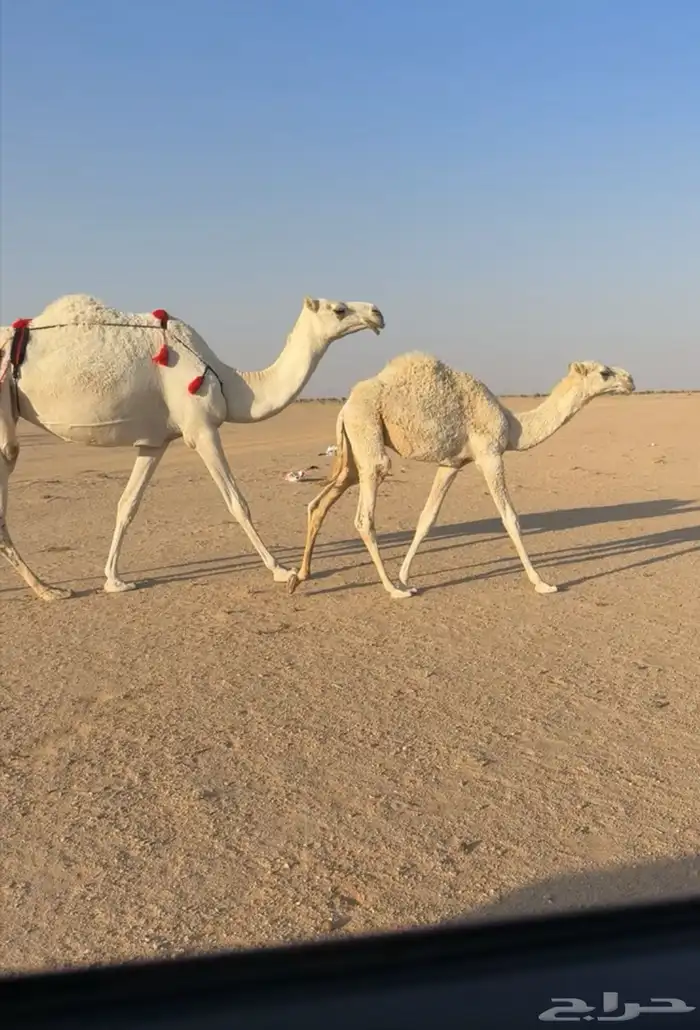 عشراء وضحا بكر 2