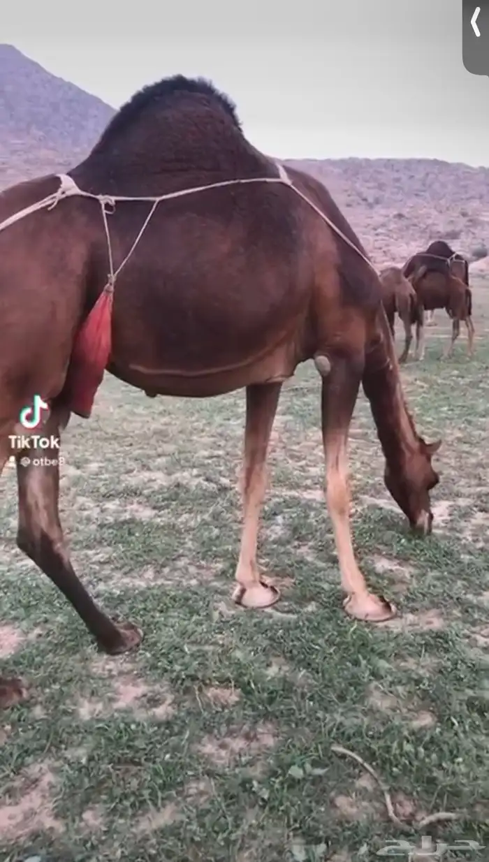 قعود ادهم مشروع فحل 4