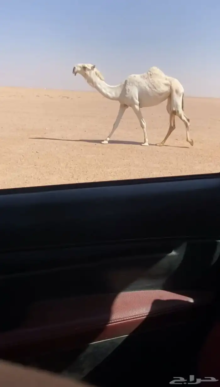 للبيع البكره الكفوو لقحه بكره على باتلي وعلى جميع الشروط 0