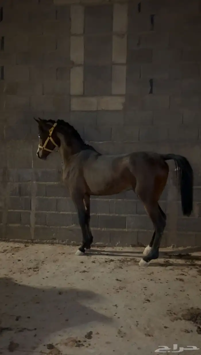 حصان عربي 0