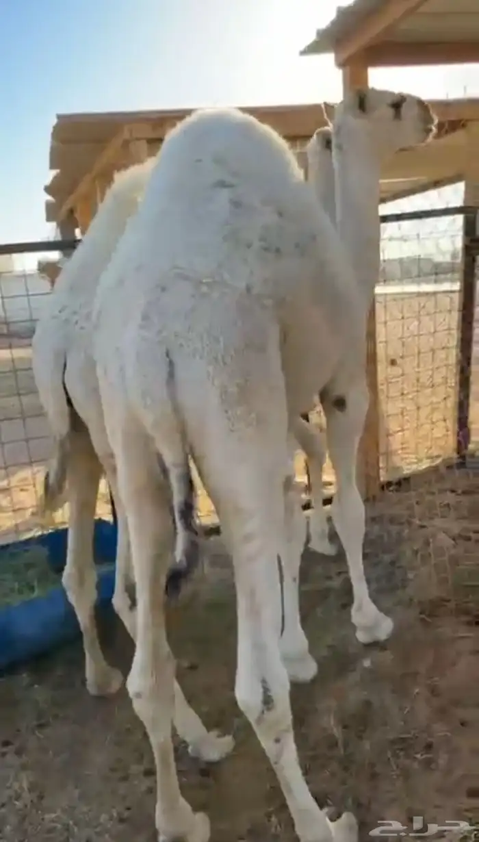 حيران حليب فااخره 1