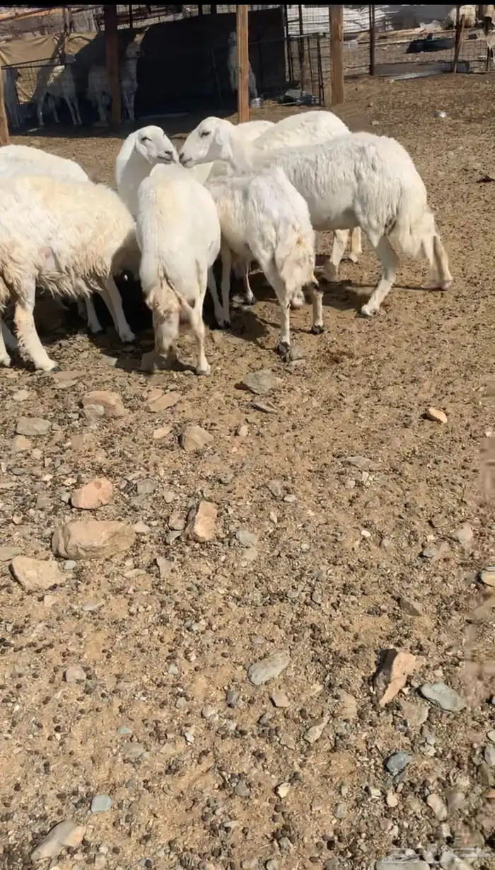 مراح حري ( مواليد ودفيع ) 1