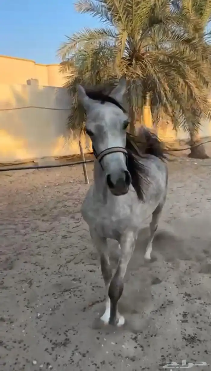 مهره عربيه شعبيه خيل 0