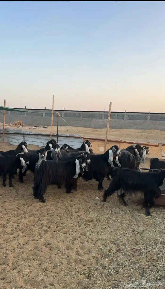 للبيع معزا عوارض صنف العدد 37 فيها فحلين 0