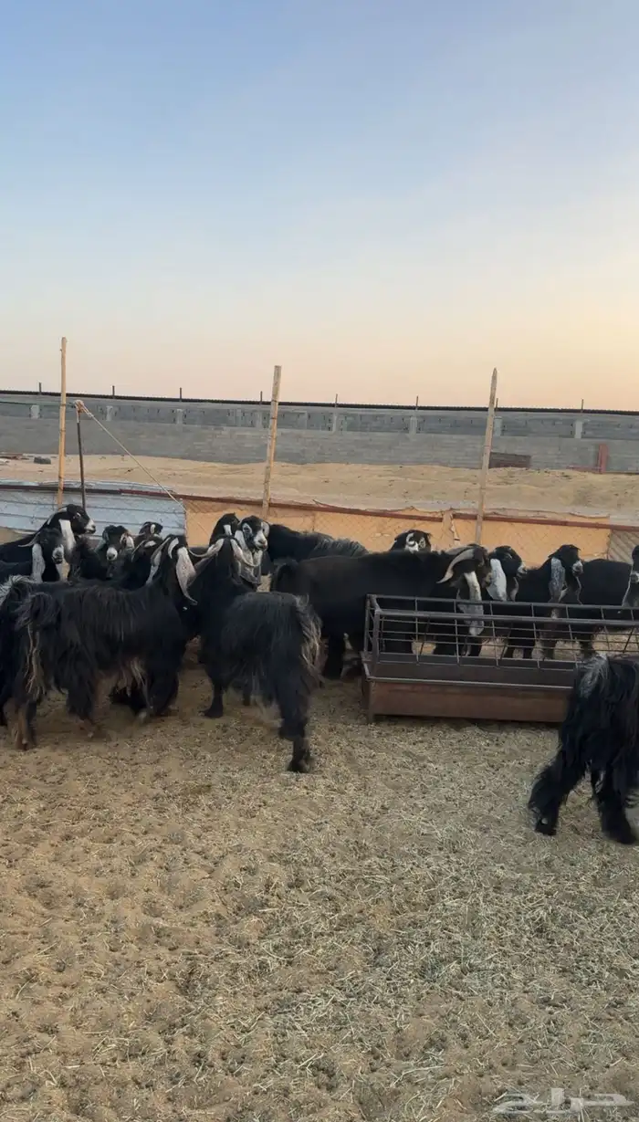 للبيع معزا عوارض صنف العدد 37 فيها فحلين 1