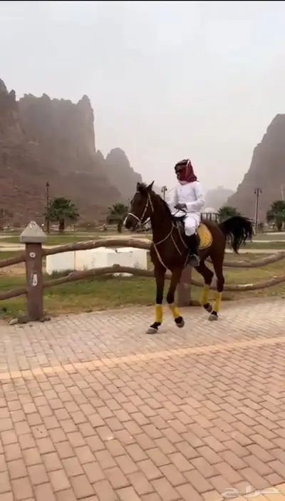 خيل شعبي شيخ index