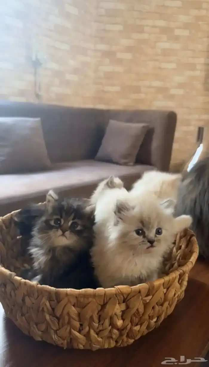 قطه شيرازيه 0