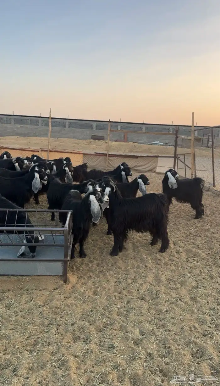 للبيع معزا عوارض صنف العدد 37 فيها فحلين 3