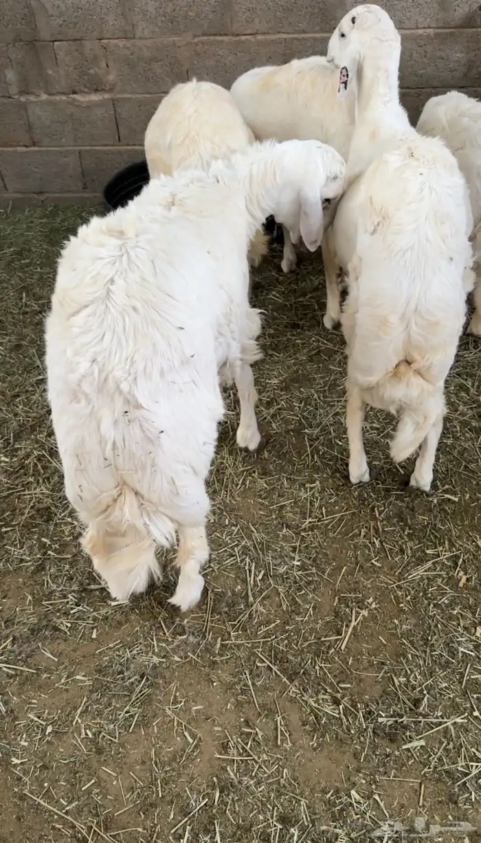 خرفان حريه كفو من 7 الى 8 اشهر مغلقه زبده ظهر وطرف 0