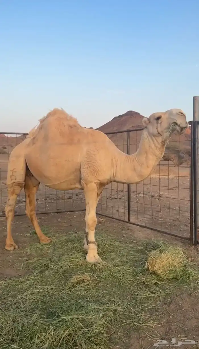 جمل أوضح طيب 1