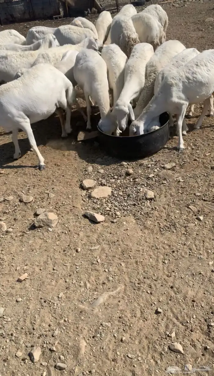 مراح حري ( مواليد ودفيع ) 6