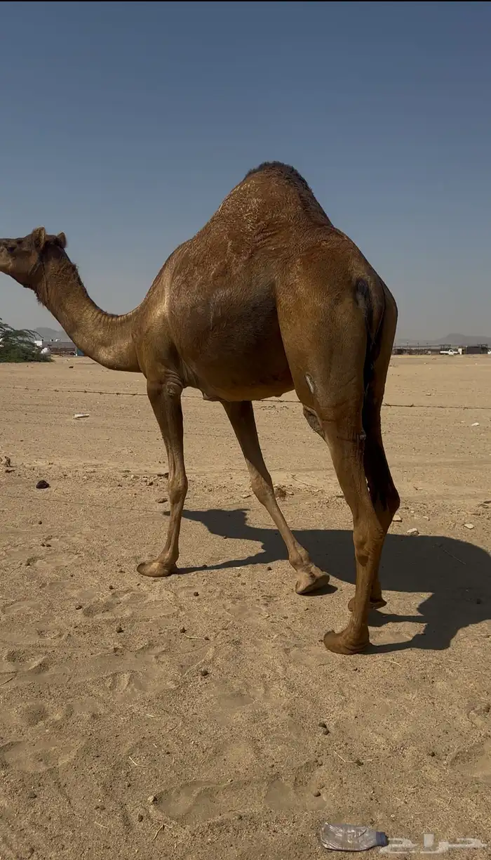 بكره دهما عكشا رباع لقحه 5