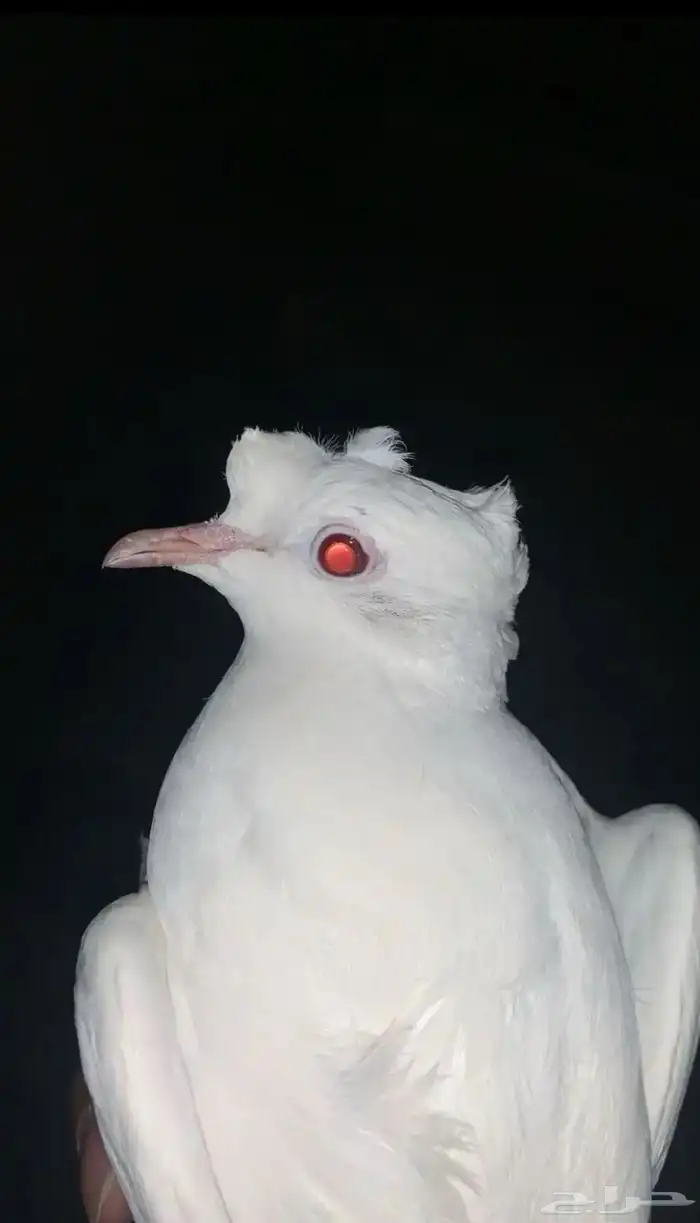 انثتين ياكريم 0