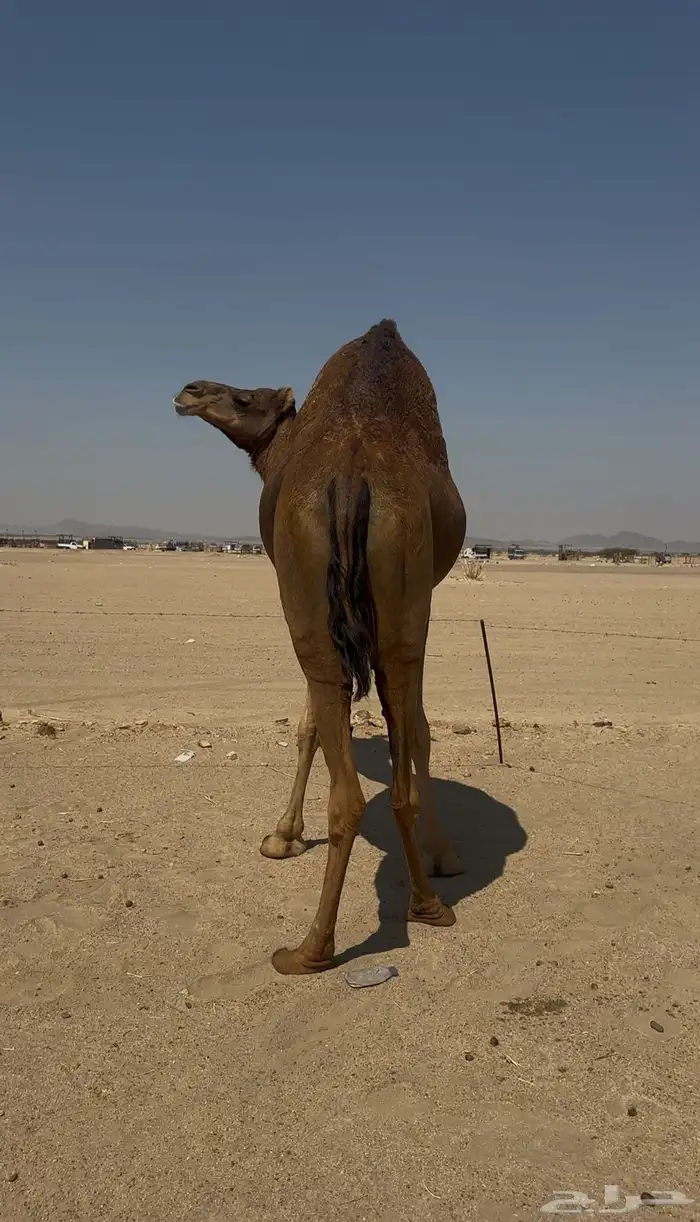 بكره دهما عكشا رباع لقحه 0